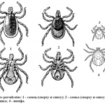 Как обезопасить себя от укуса клеща